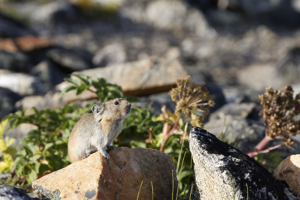 Île de Wrangel : pika