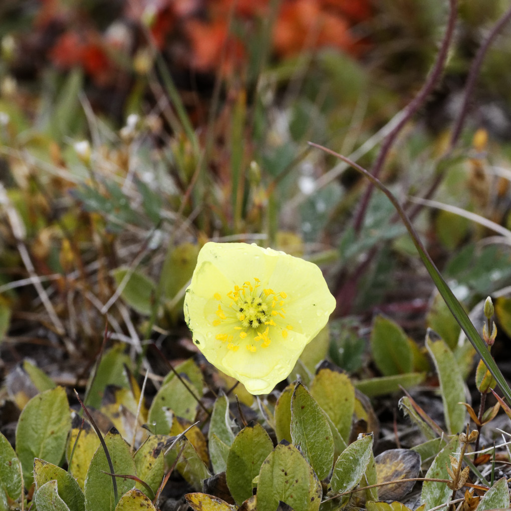 Île de Wrangel : fleurs arctiques