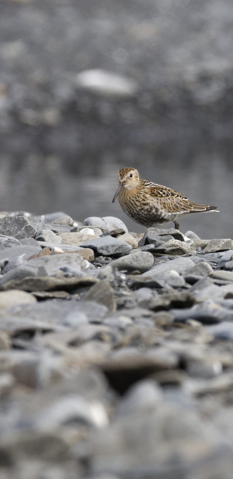 Île de Wrangel : bécasseau variable