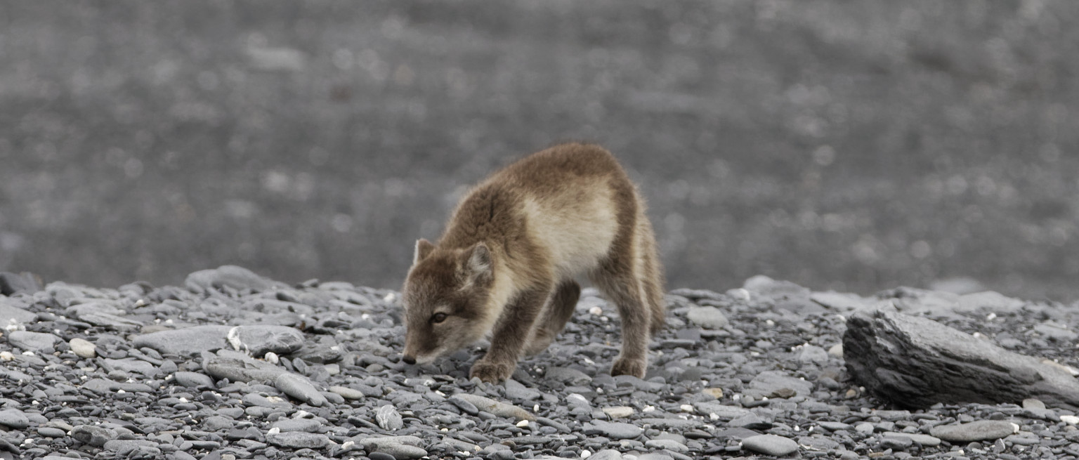 Les renards arctiques ne sont pas blancs