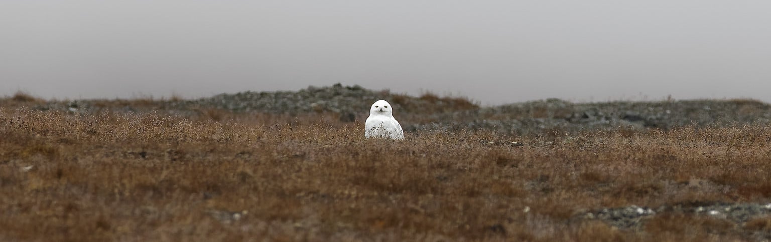 Île de Wrangel : Harfang des neiges