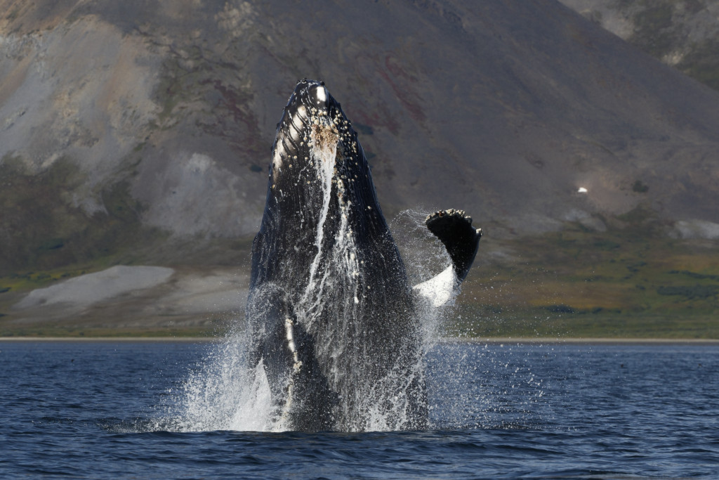 Île de Wrangel : baleines à bosse, ça saute !