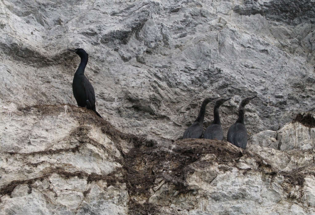 Île de Wrangel : cormoran pélagique