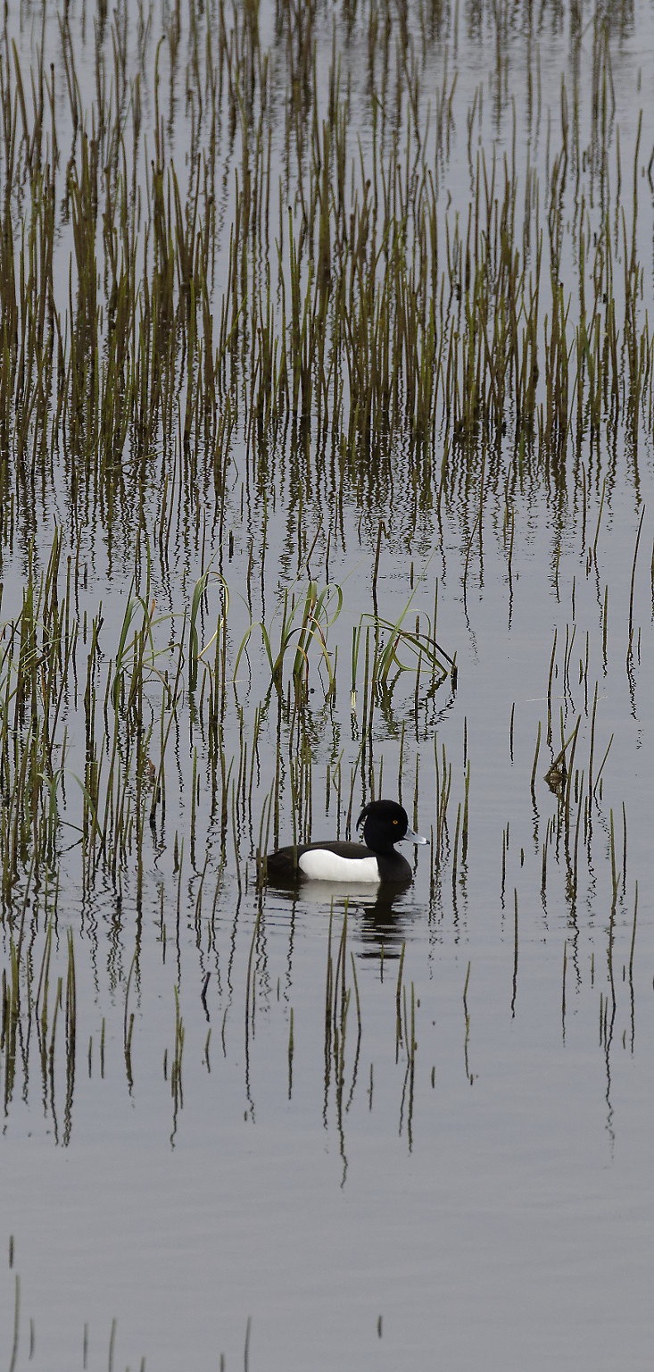 Fuligule morillon