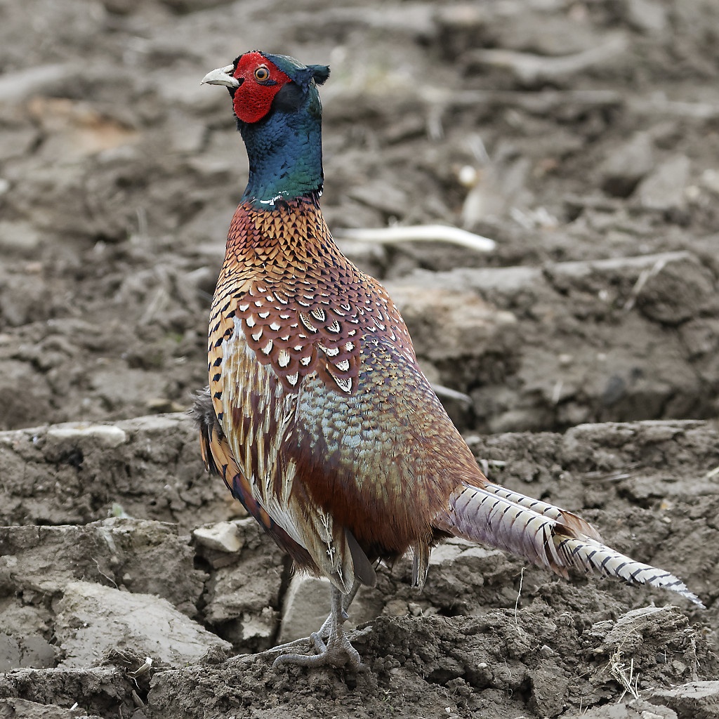 Faisans de la campagne écossaise