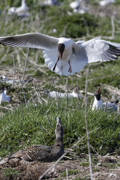 Mouette rieuse