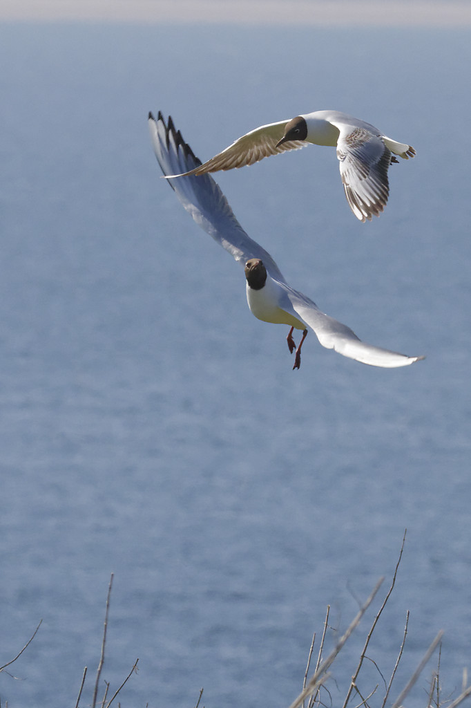 Mouettes rieuses