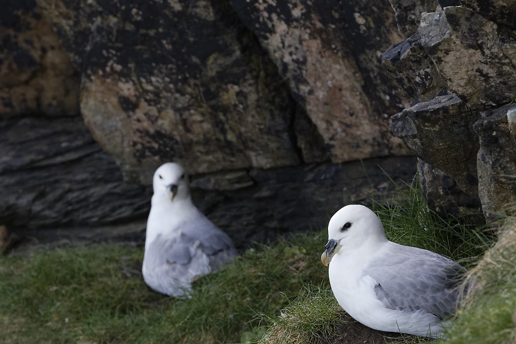 Fulmar boréal