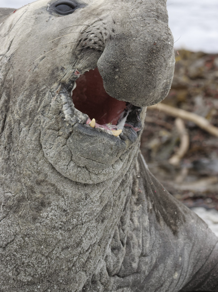 Éléphant de mer du sud