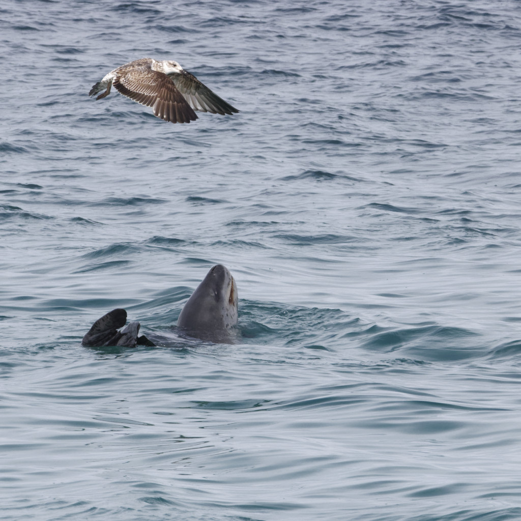 Léopard de mer et mouette