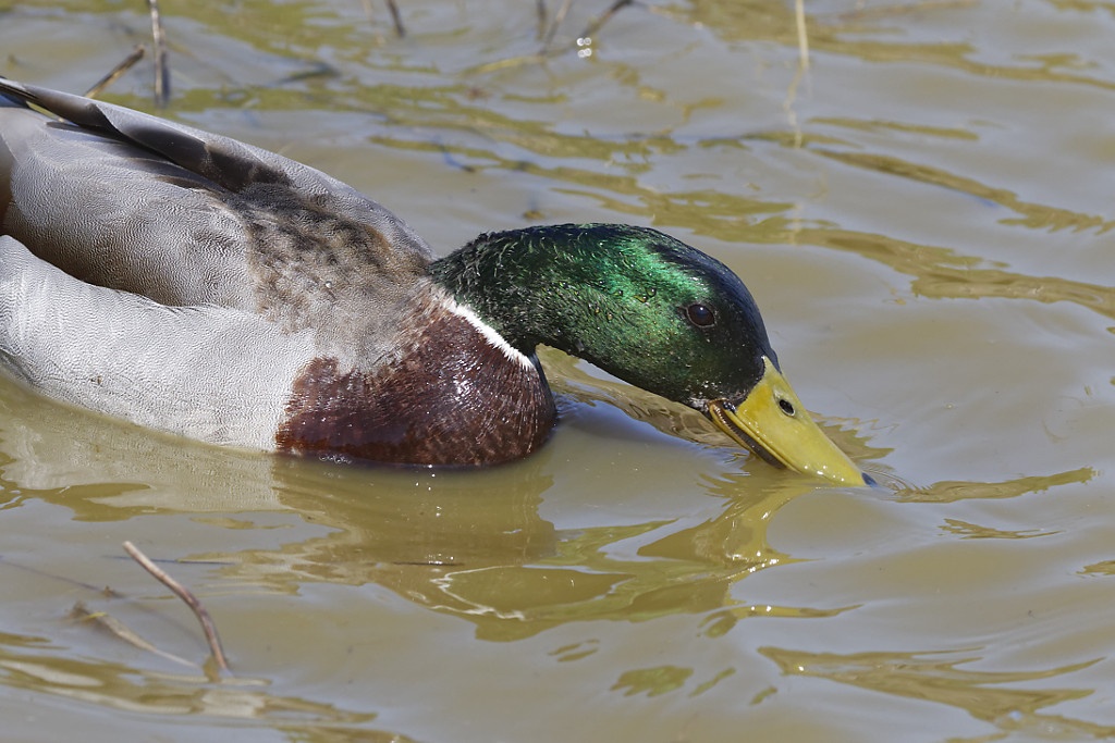 Canard colvert