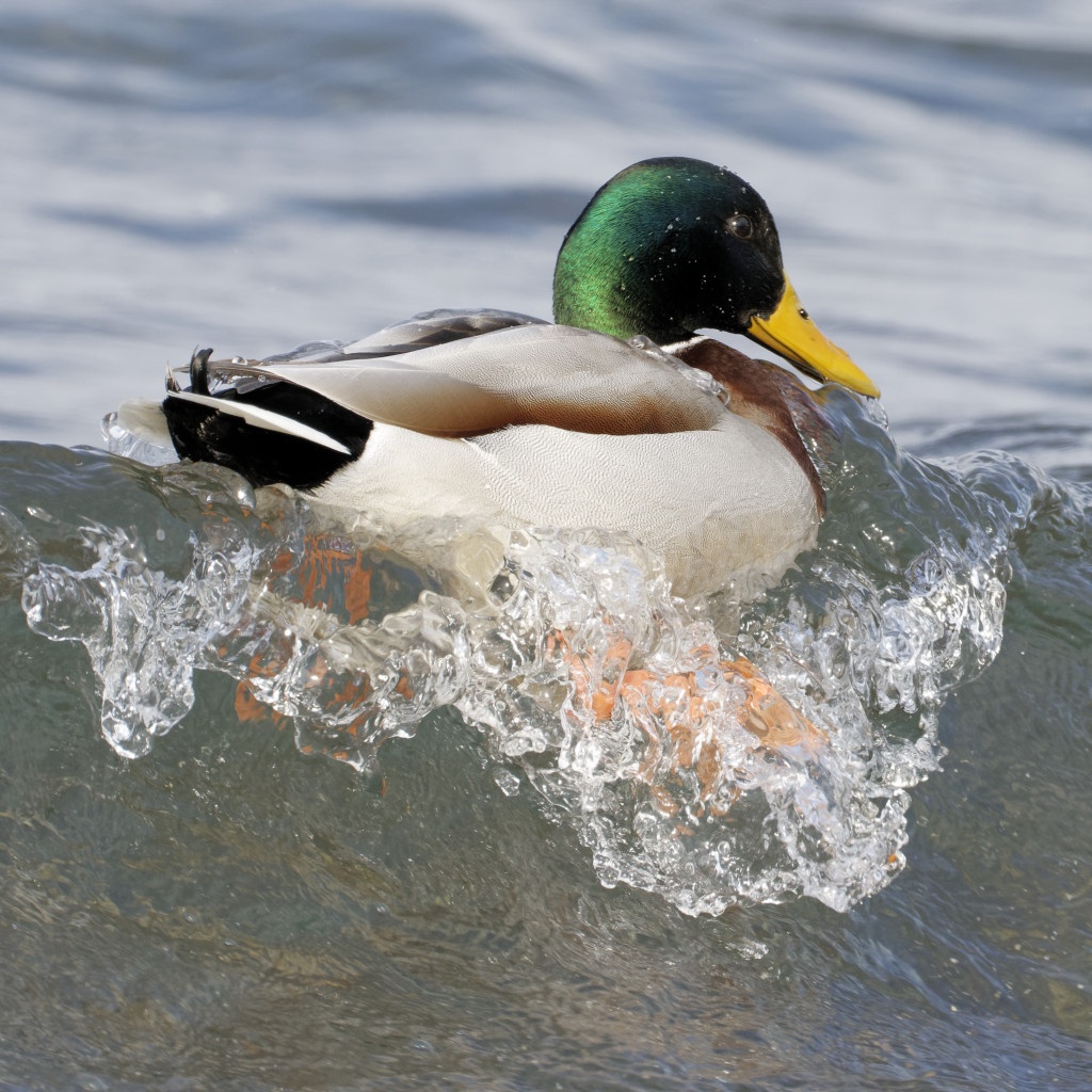 Canard colvert