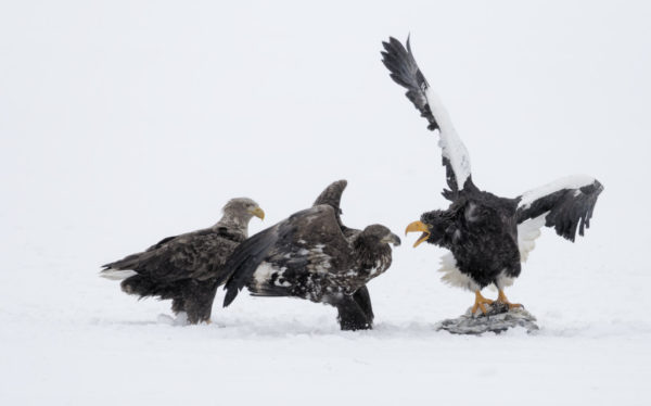 Combat d'aigles