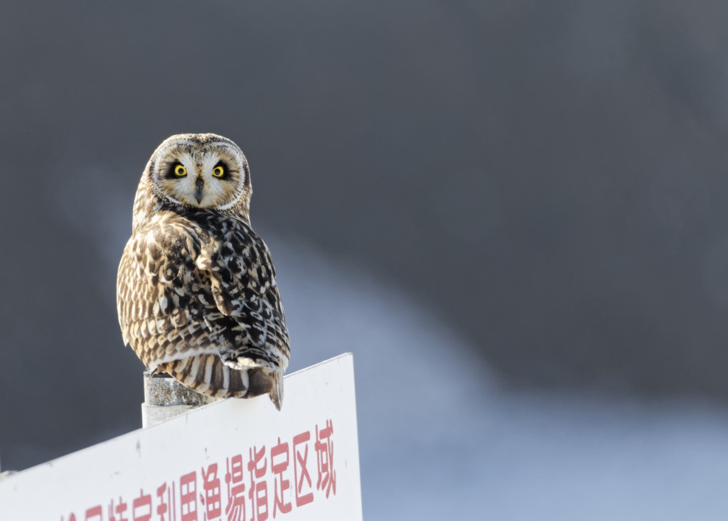 Hibou des marais