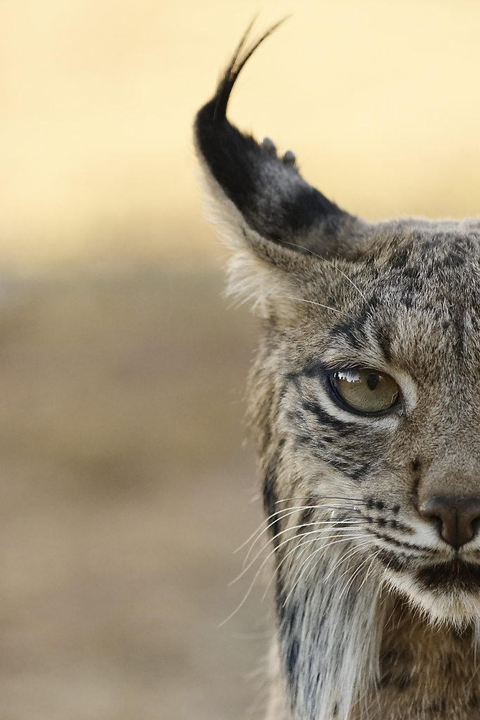 Un gros chat espagnol