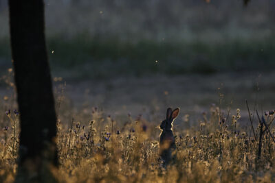 Lapin au soleil