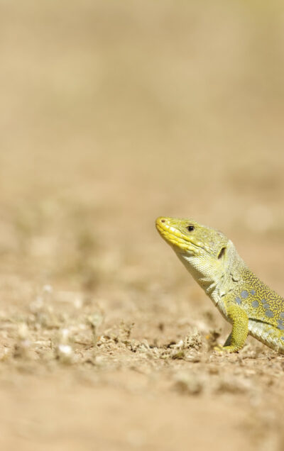 Lézard ocellé