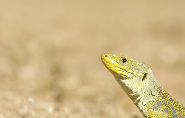 Lézard ocellé