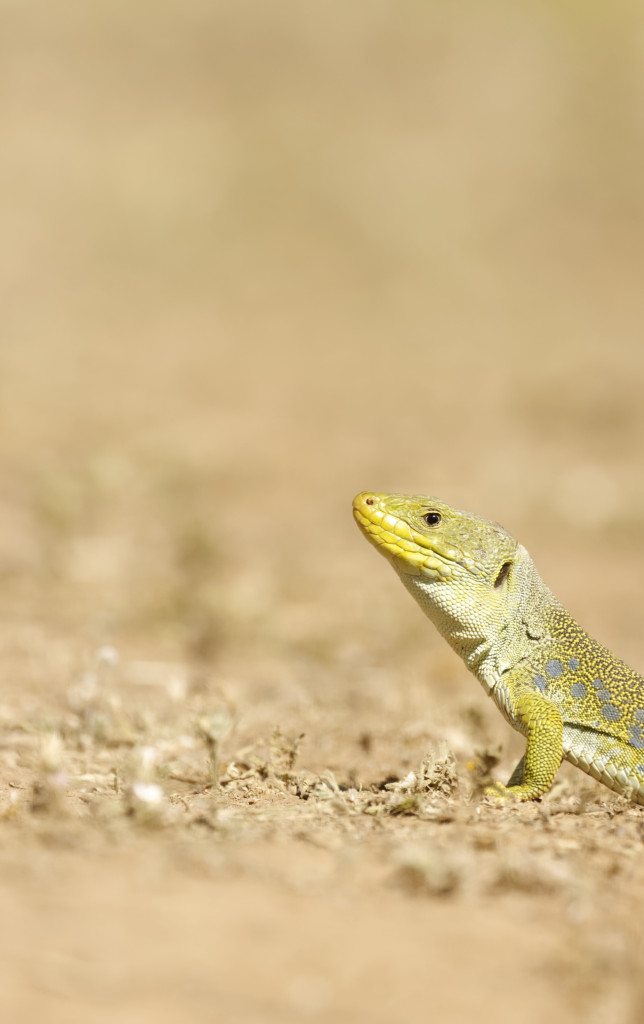 Lézard ocellé