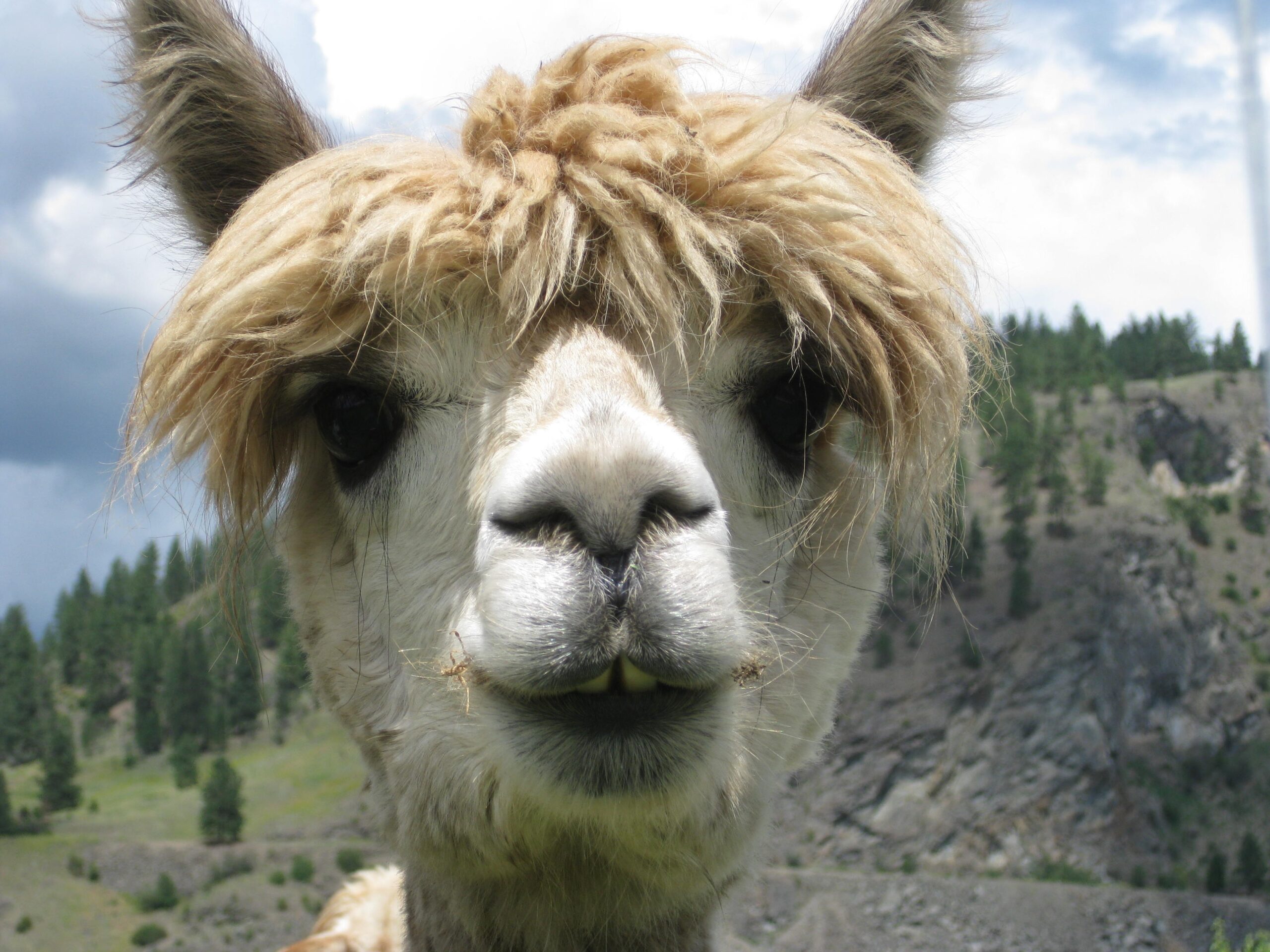 Installer LLaMA sous Windows