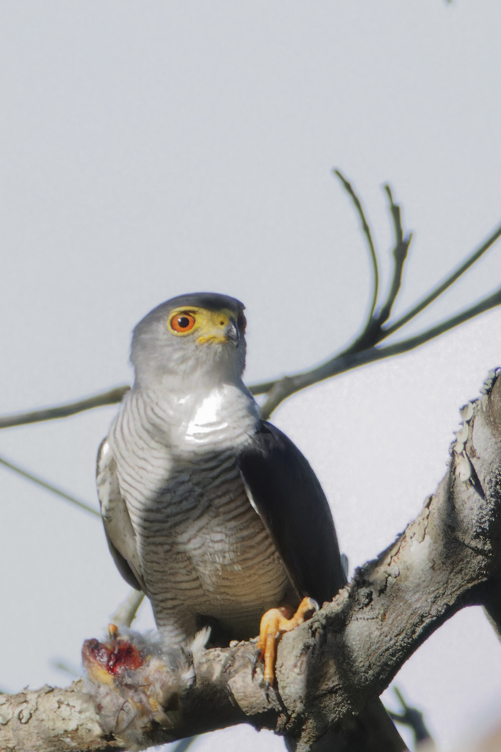 Tiny hawk - Épervier nain (Microspizias superciliosus) [in Jacara das aras]