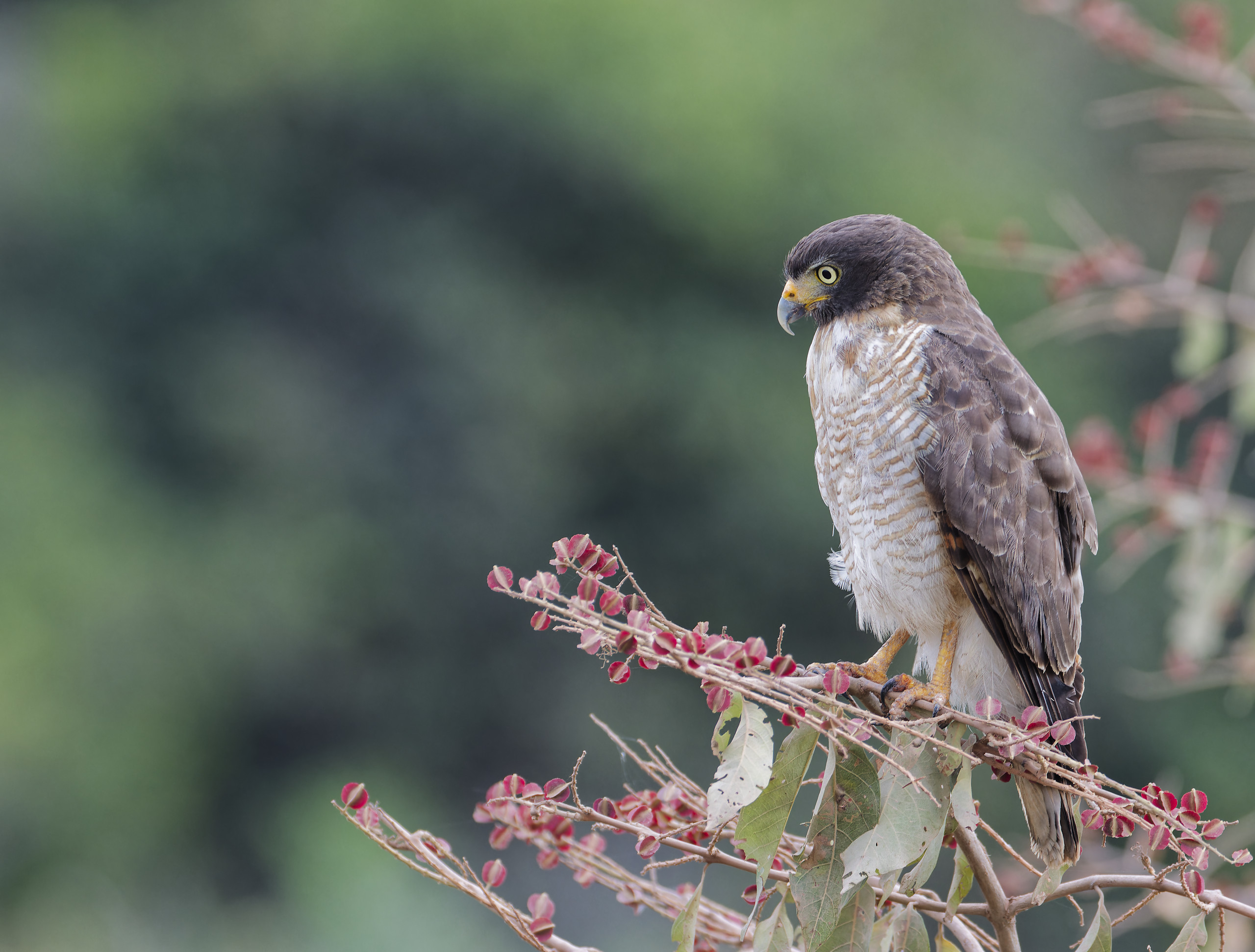 Roadside hawk - Buse à gros bec (Rupornis magnirostris, anciennement Buteo magnirostris)