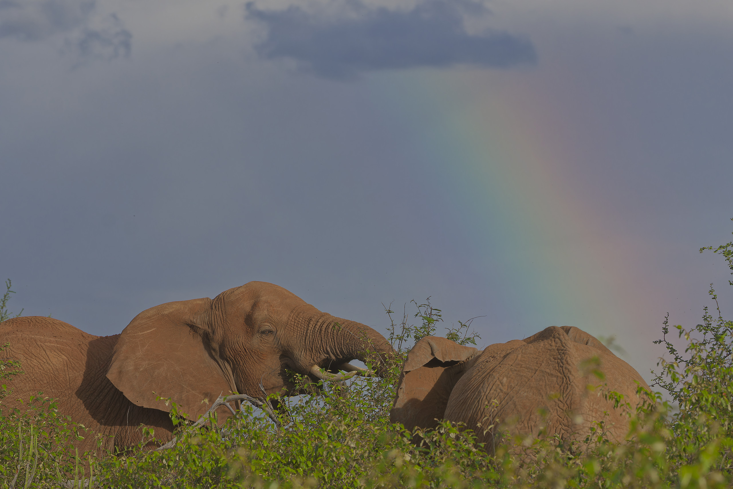 Quelques éléphants de savane