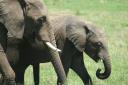 Elephant, mother and child