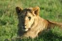 Lion, young male in the sun