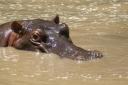 Hippopotamus in the Mara River