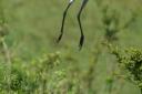 Heron, feet