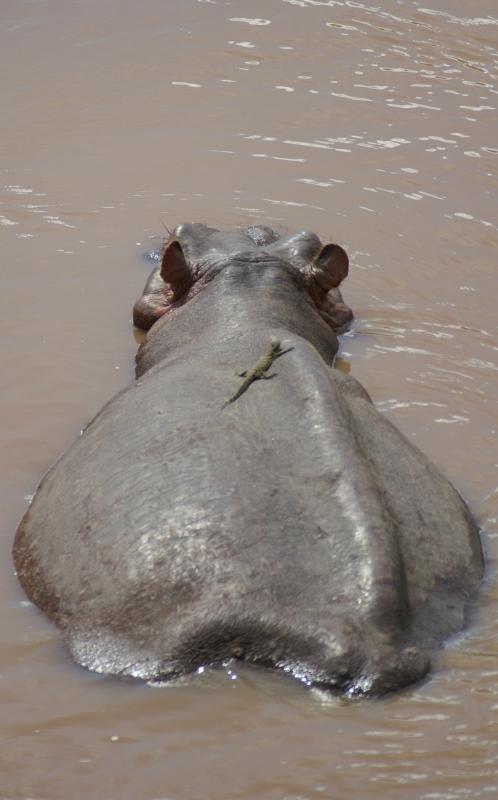 A green lizard on the shoulders of a cute hippopotamus