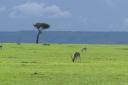 Antelopes on the savanah
