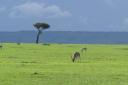 Antelopes on the savanah