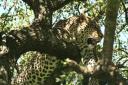 Leopard, hidden in a tree
