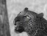 Leopard in black and white - The eyes of the cat