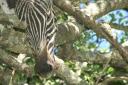 Zebra, killed and stored in a tree by the leopard