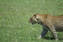 Leopard, walking