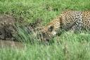 Leopard, drinking