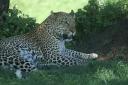 Leopard, in the shade