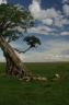 Lions of the Masai Mara, sleeping under a tree