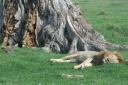 Big lion sleeping under a tree