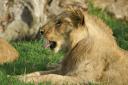 Lion yawning 1