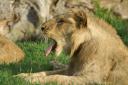 Lion yawning 2