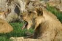 Lion yawning 3