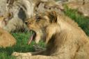 Lion yawning 4