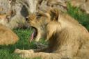 Lion yawning 5