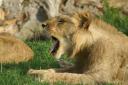Lion yawning 6