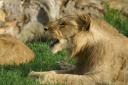 Lion yawning 7