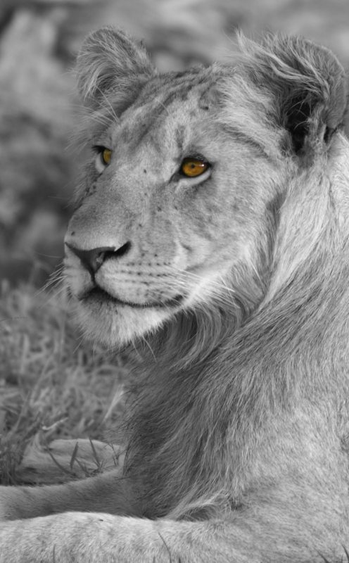 Lion in black and white - Simba eyes